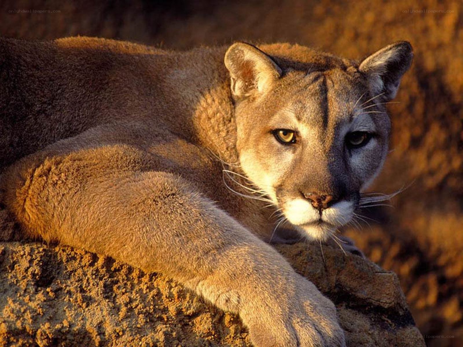 Cougar resting on a rock