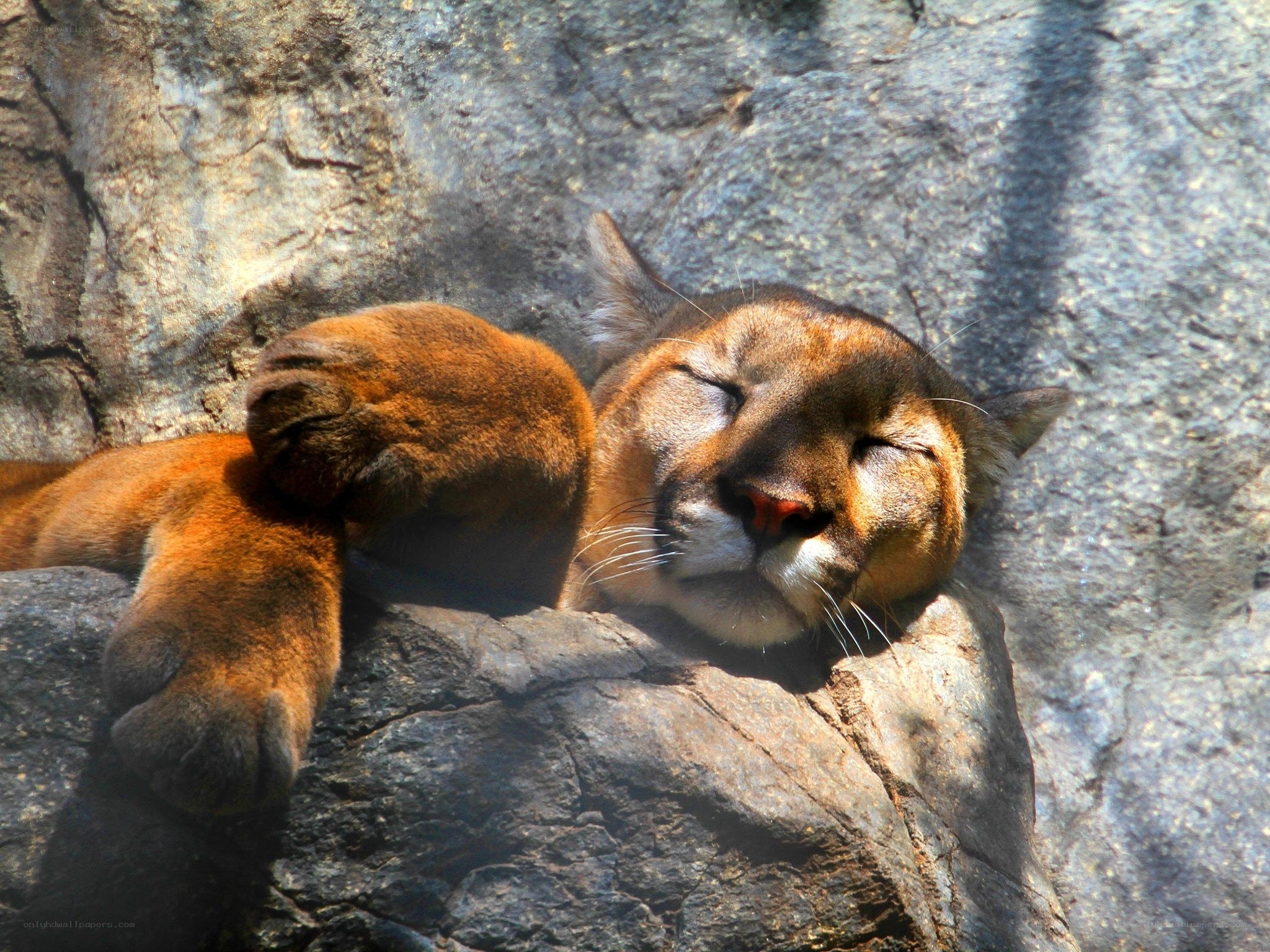 Cougar resting on a rock