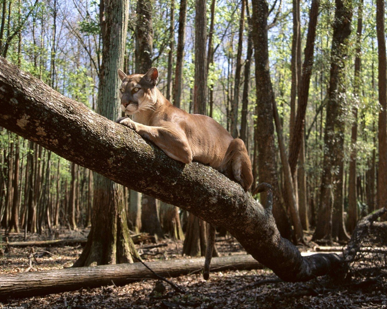 Cougar resting on a tree branch
