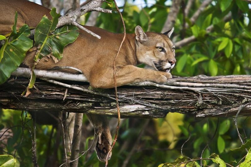 Cougar Resting on Branch