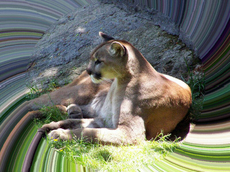 Cougar Resting on Grass