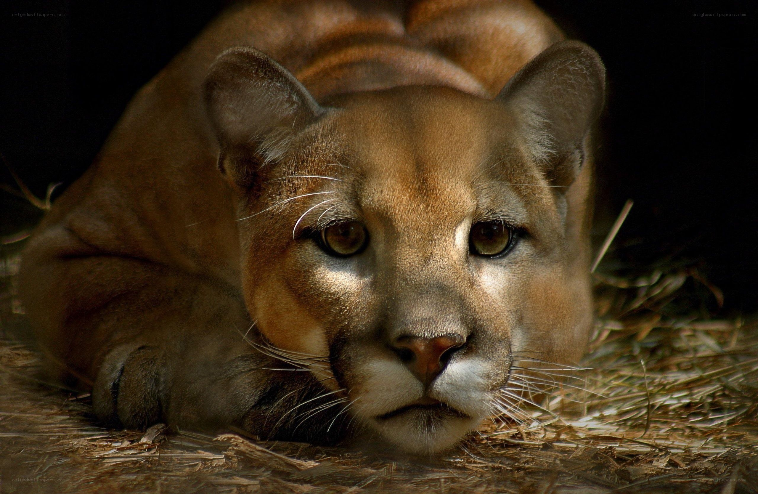 Cougar resting on hay