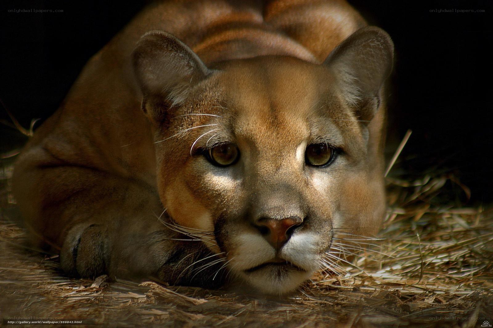 Cougar resting on hay