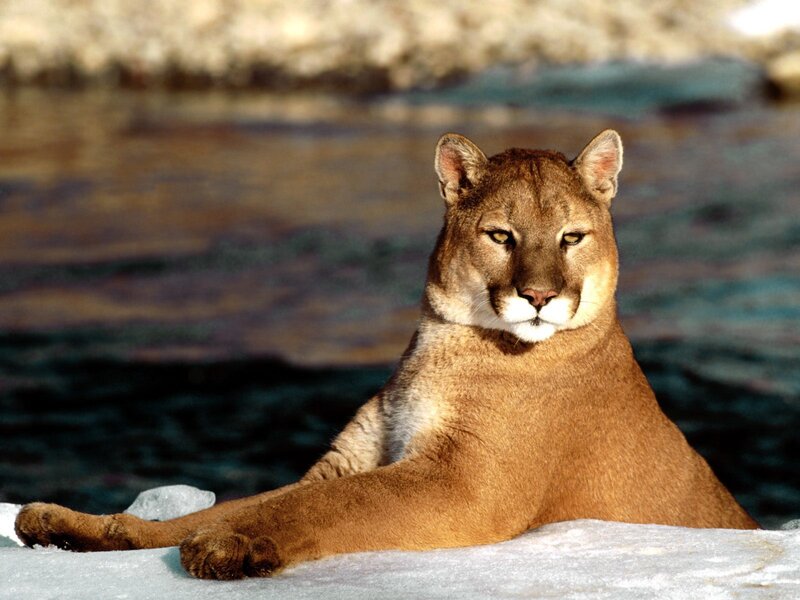Cougar resting on ice