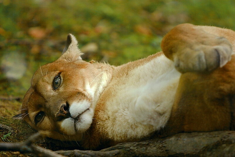 Cougar resting on its back
