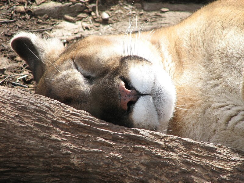 Cougar resting on log