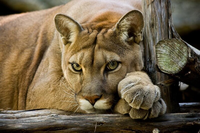 Cougar resting on logs