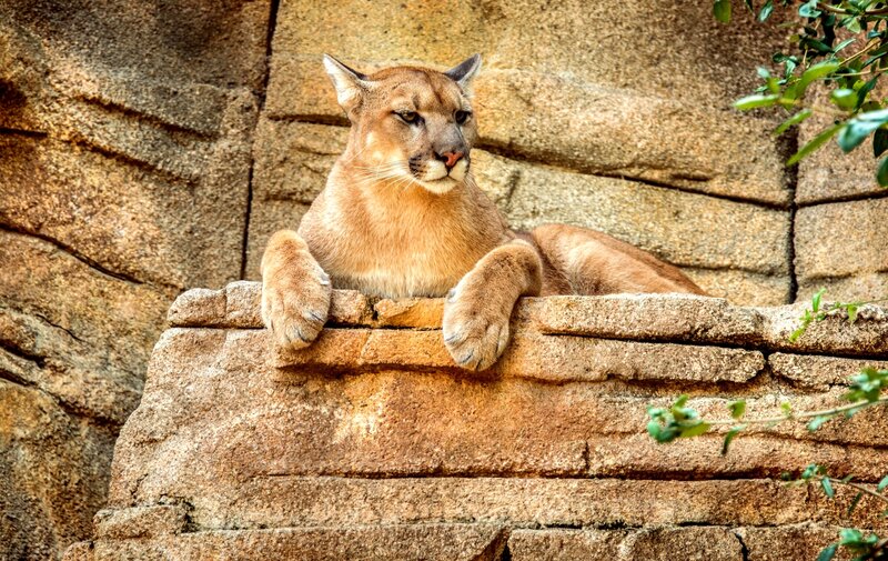 Cougar Resting on Rock — Brown, Calm, Afternoon, Photograph, Rock Wall