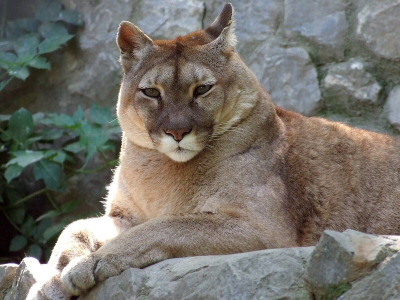 Cougar Resting on Rock — Brown, Calm, Afternoon