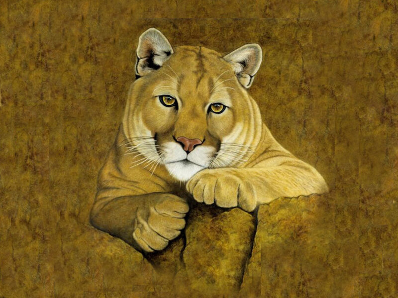 Cougar Resting on Rock — Brown, Calm, Painting