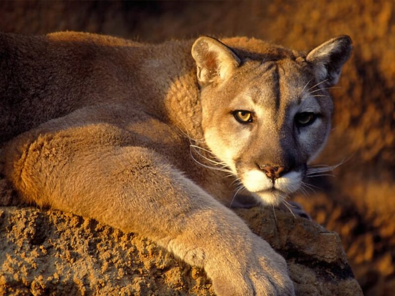 Cougar Resting on Rock — Brown, Calm, Sunset