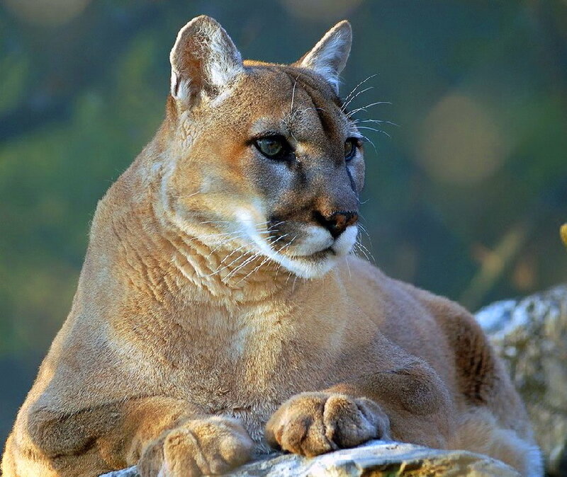 Cougar Resting on Rock — Brown, Calm
