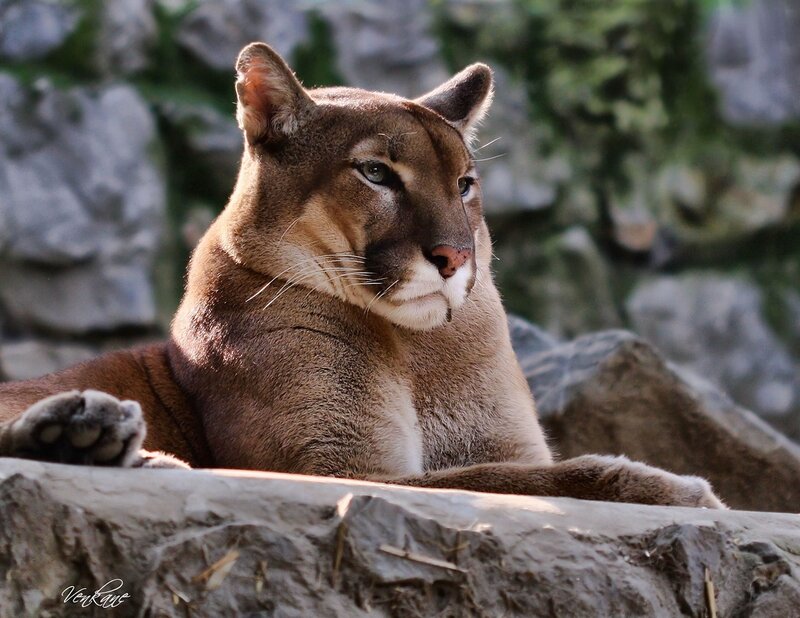 Cougar Resting on Rock — Brown