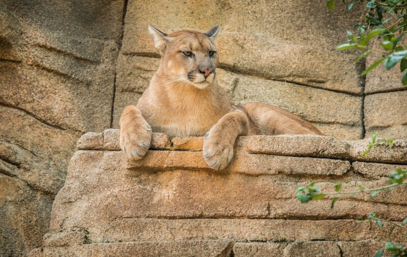 Cougar resting on rock ledge