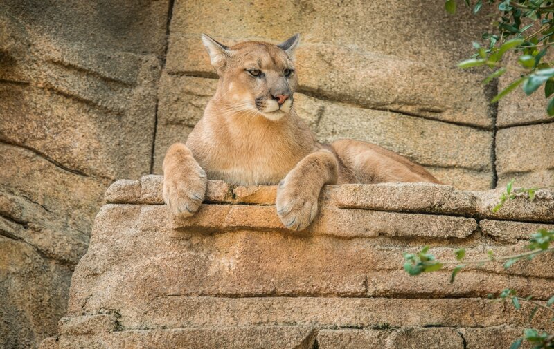 Cougar resting on rock ledge
