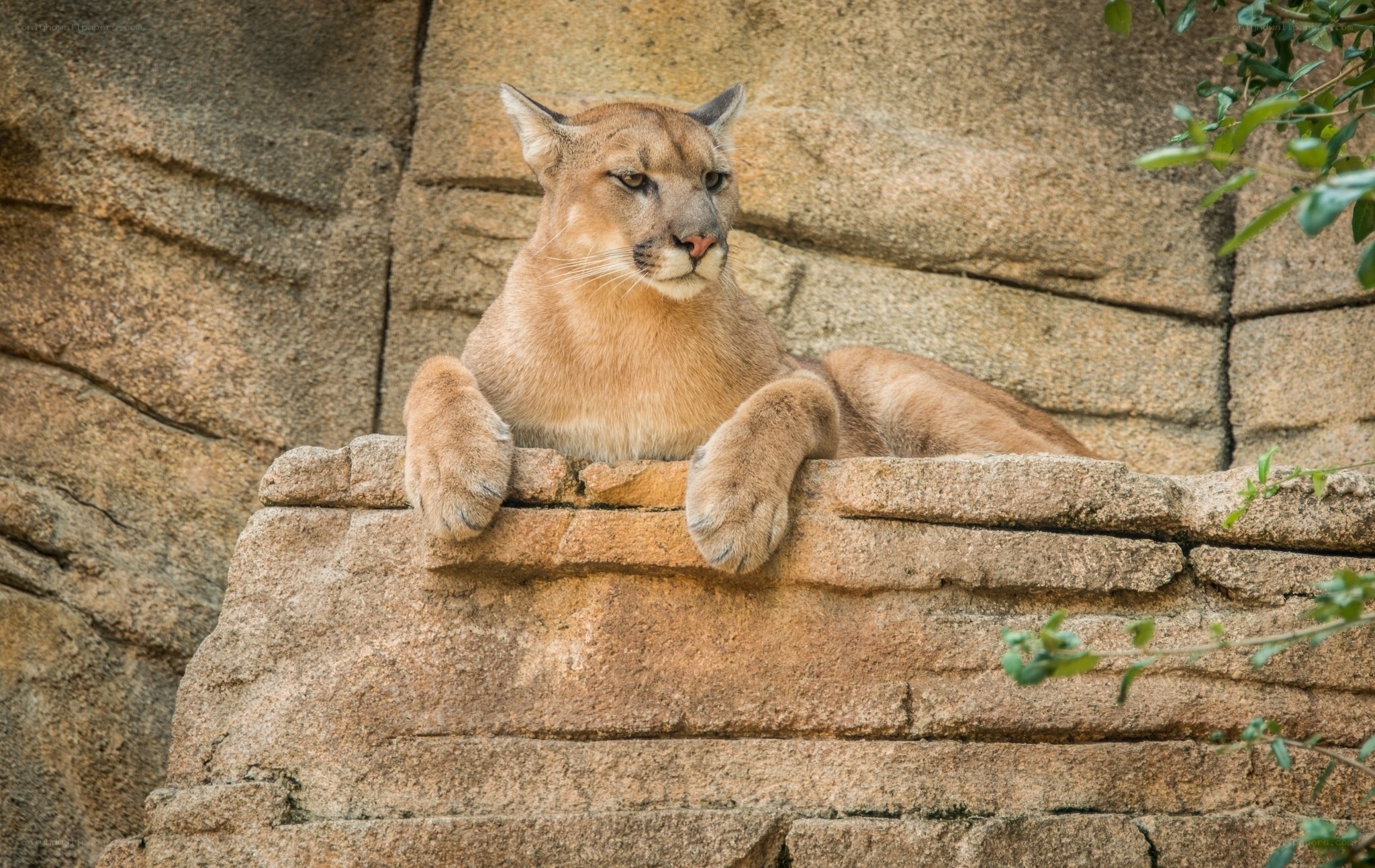 Cougar resting on rock ledge