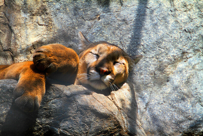 Cougar Resting on Rock