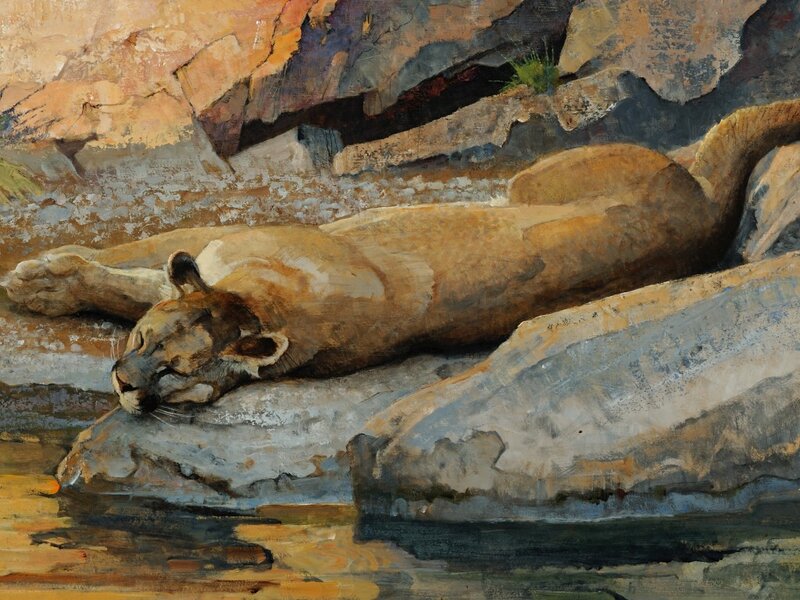 Cougar Resting on Rocks