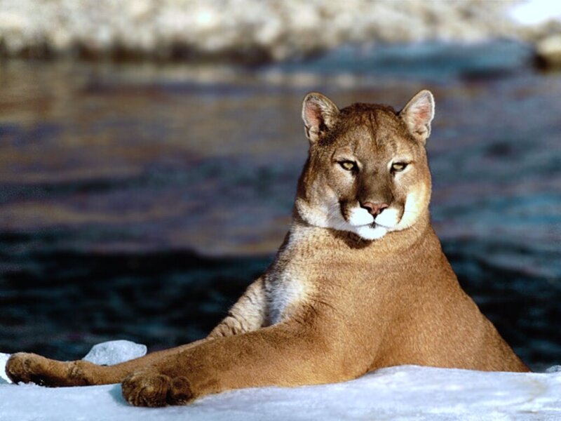 Cougar resting on snow