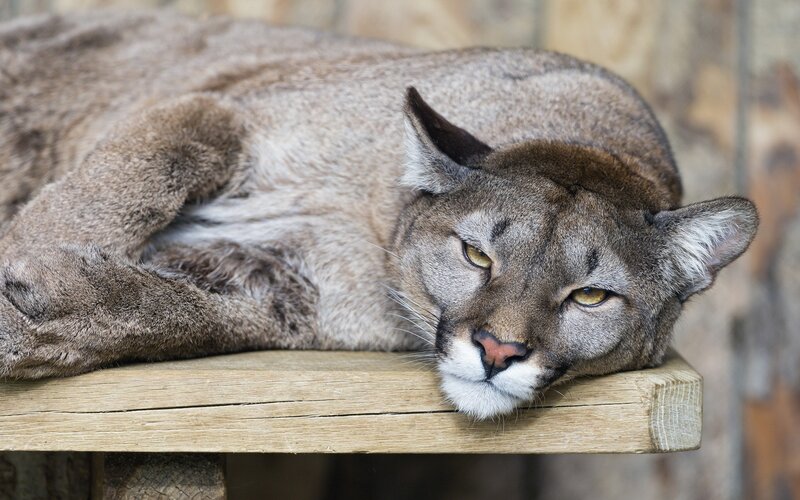 Cougar Resting on Wood — Brown