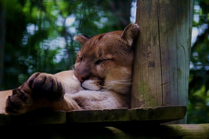 Cougar Resting on Wood