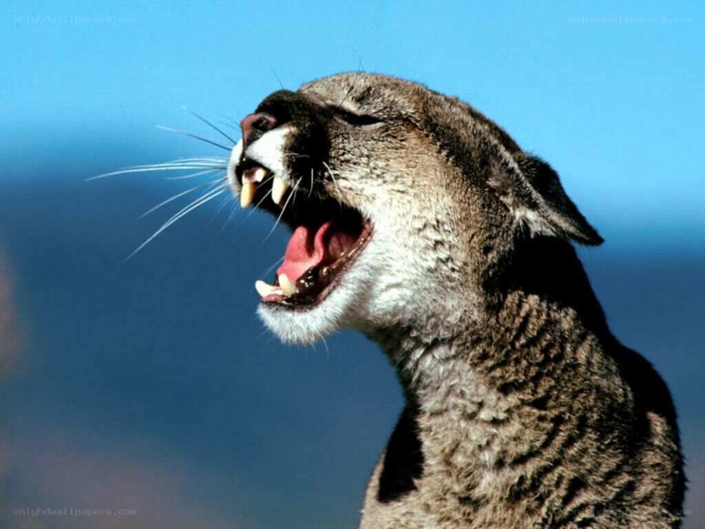 Cougar roaring in profile
