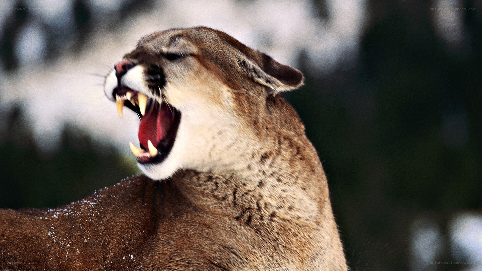 cougar roaring in snow