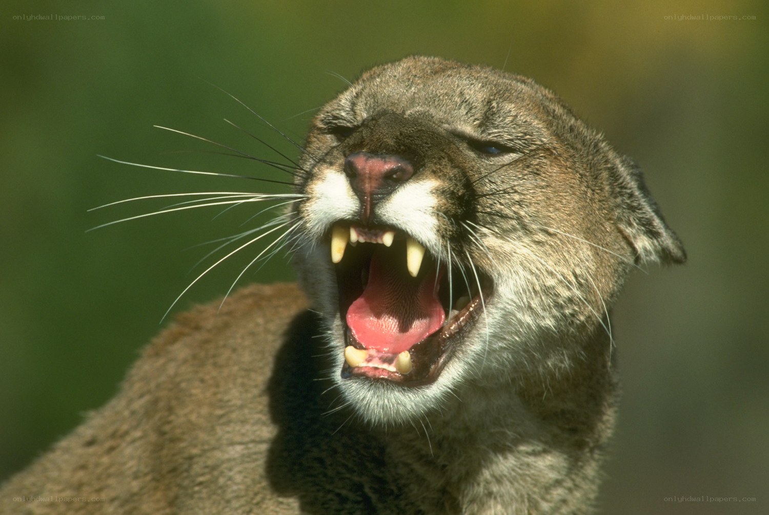 cougar roaring in the wild
