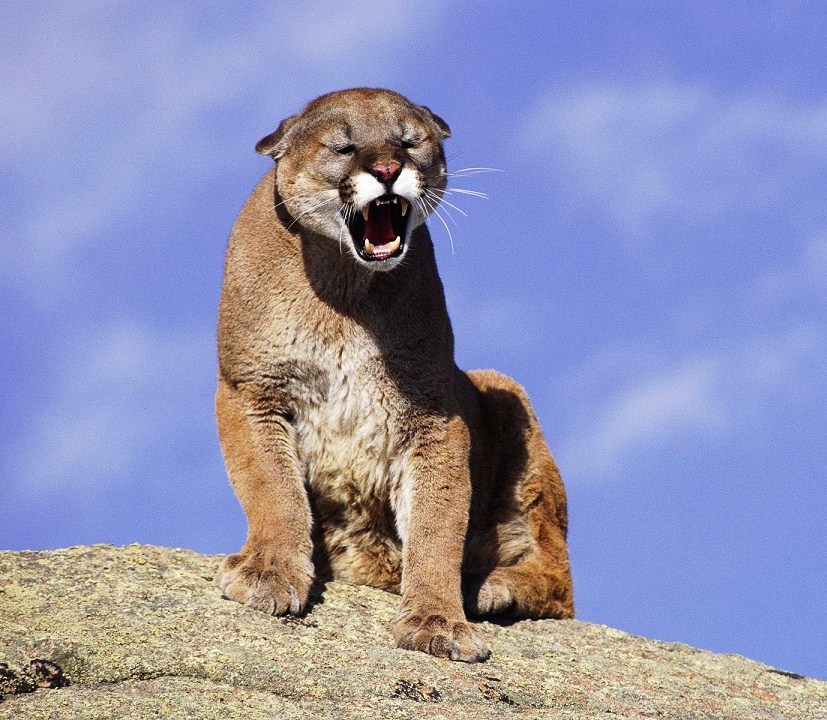 Cougar roaring on a rock