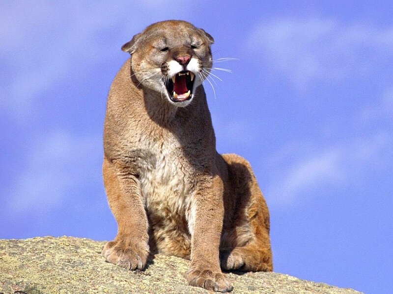 Cougar roaring on a rock