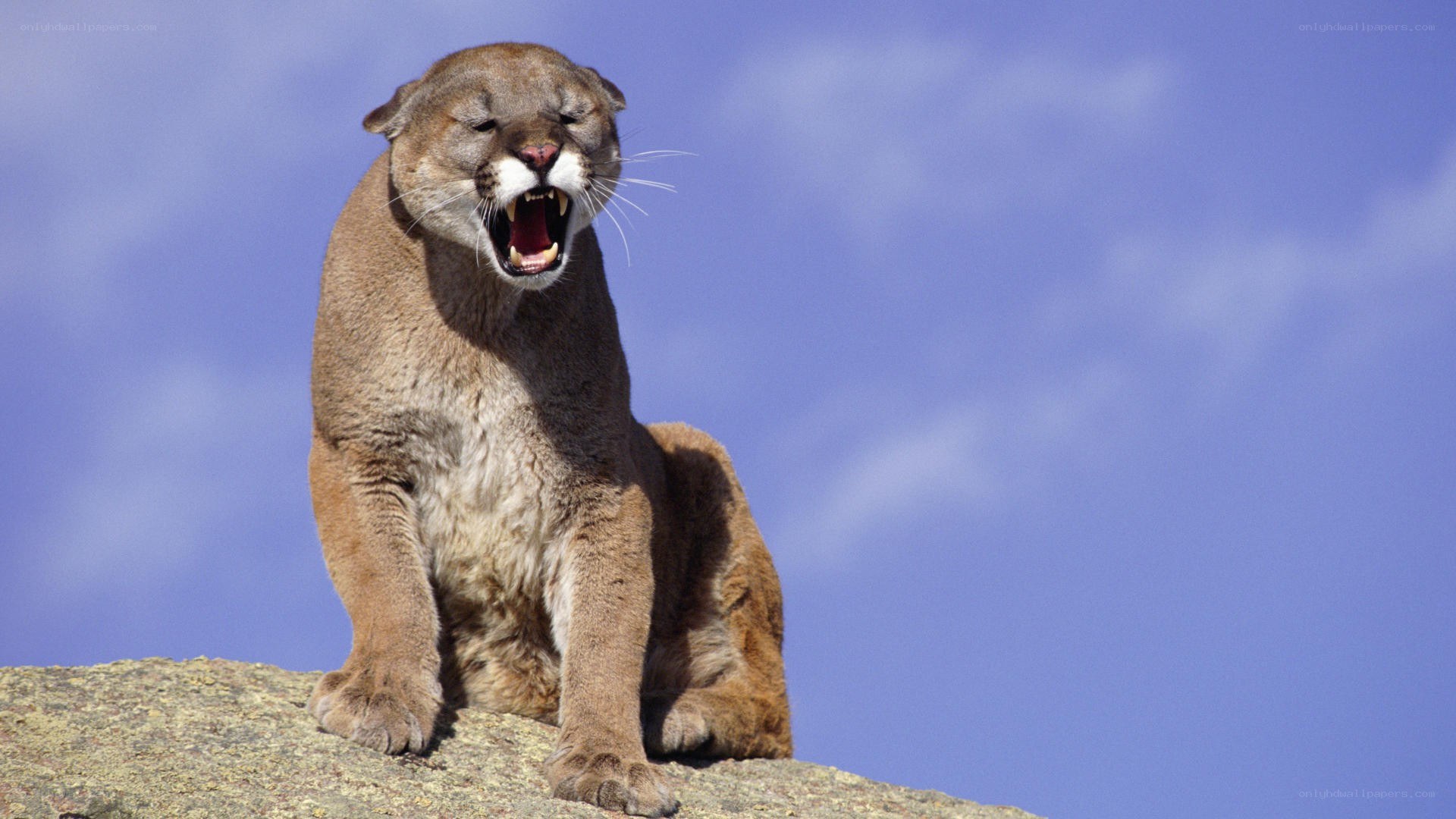 Cougar roaring on a rock