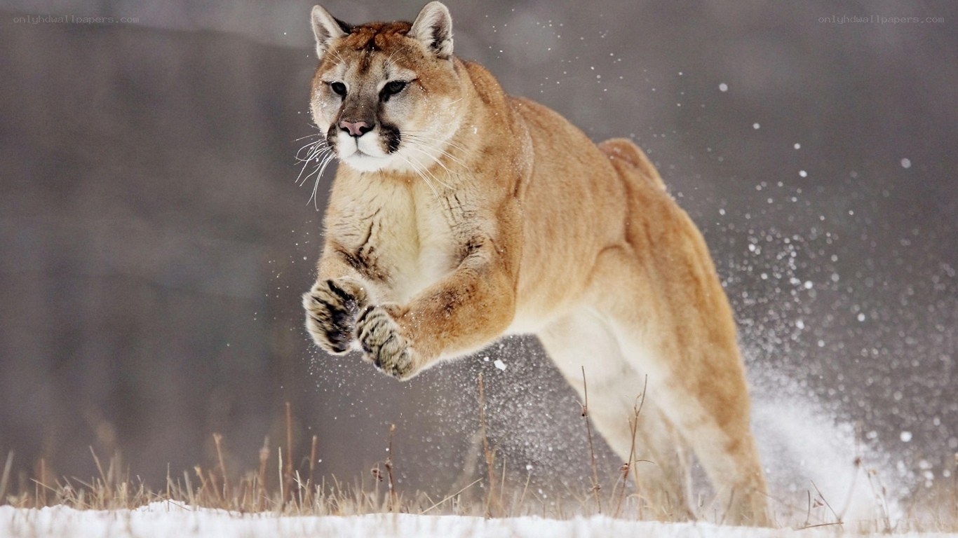 Cougar running in snow