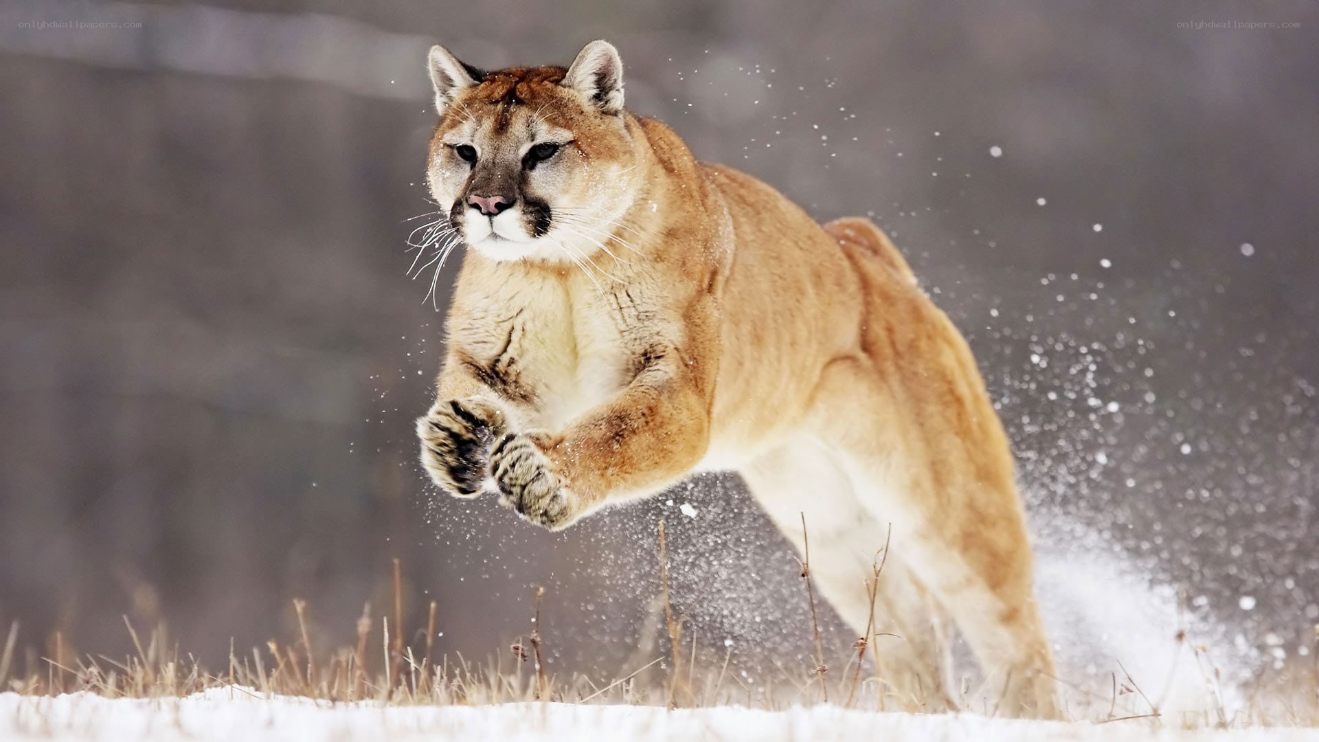 Cougar running in snow