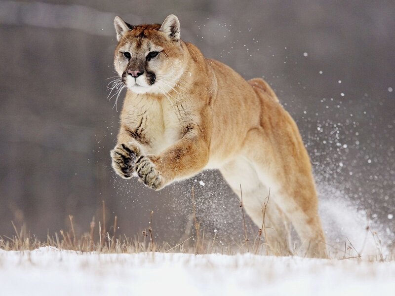 Cougar Running in Snow — Brown, Dynamic