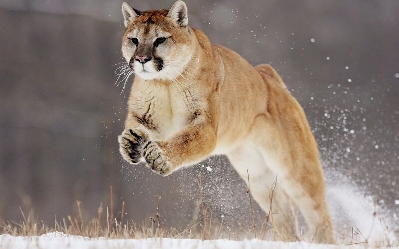 Cougar Running in Snow — Brown, Dynamic, Winter, Photograph, Grass