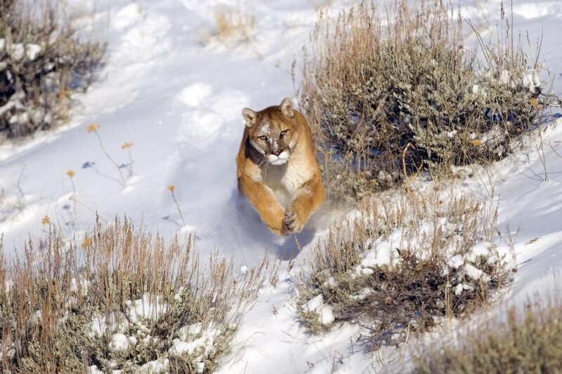 Cougar Running in Snow — Brown, Dynamic, Winter, Photograph