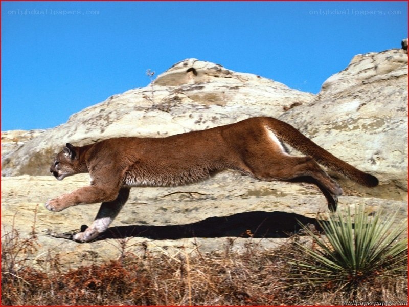 Cougar running on a rock