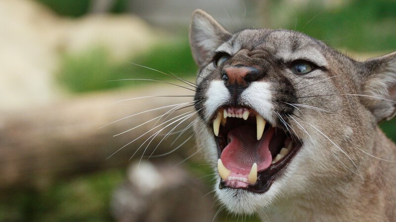 cougar showing teeth