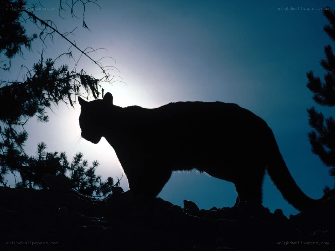 Cougar silhouette at dusk