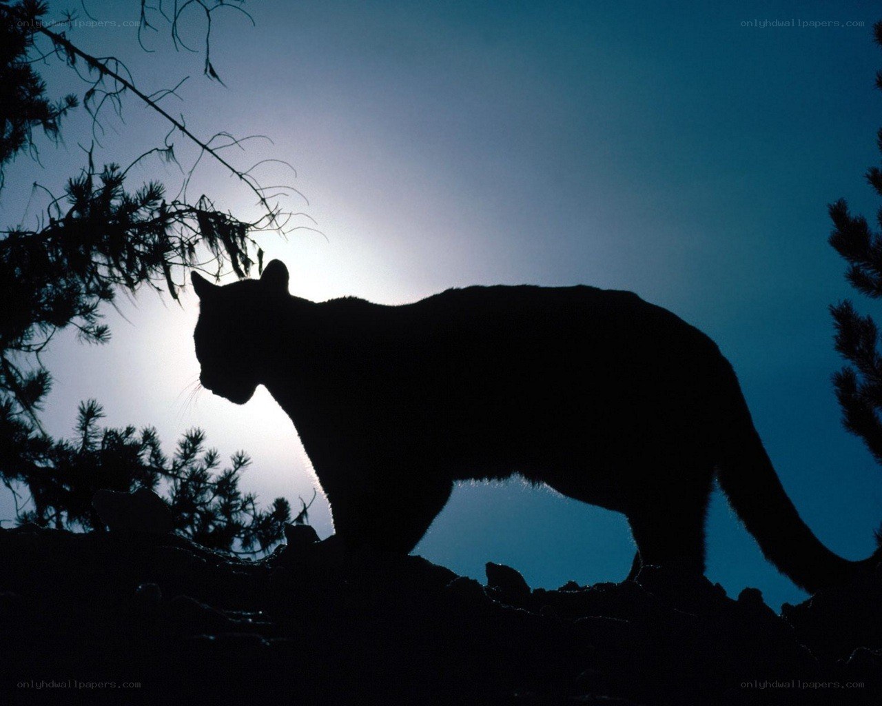 Cougar silhouette at dusk