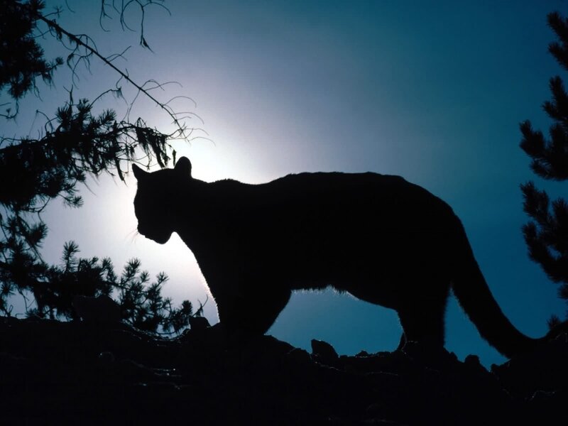 Cougar Silhouette — Black, Dramatic, Night