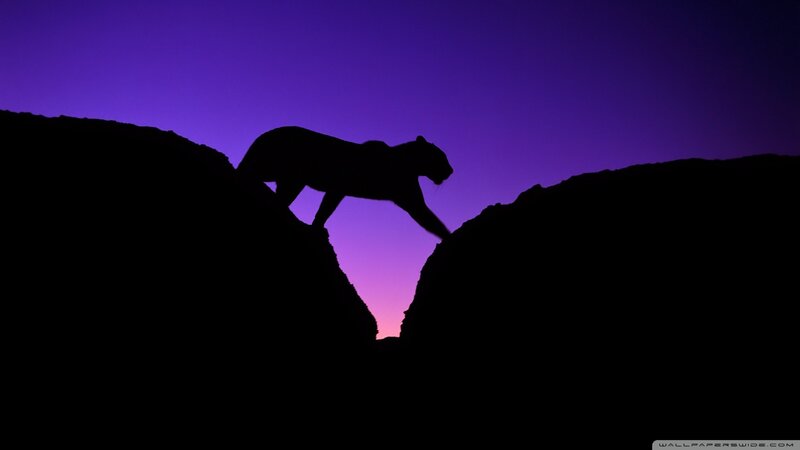 Cougar Silhouette on Rocks