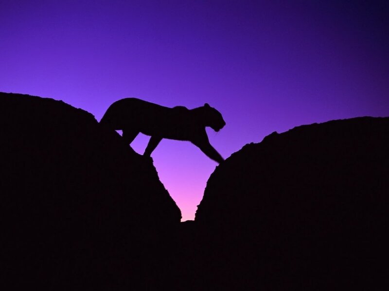 Cougar Silhouette — Purple