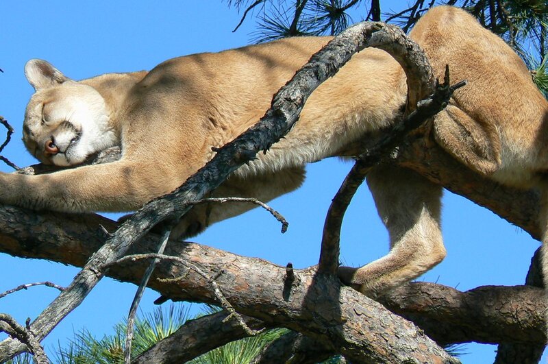 Cougar Sleeping in Tree