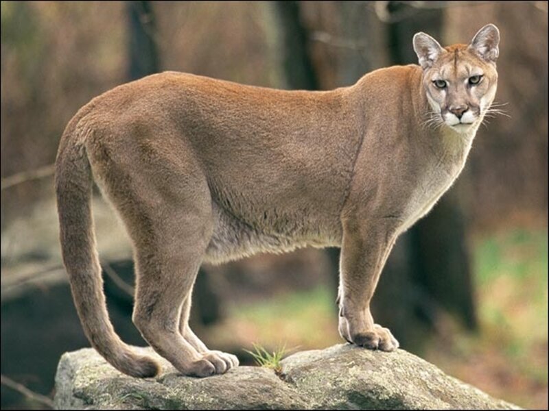 Cougar standing on a rock