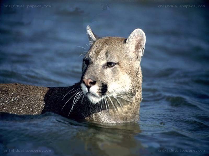 Cougar swimming in water