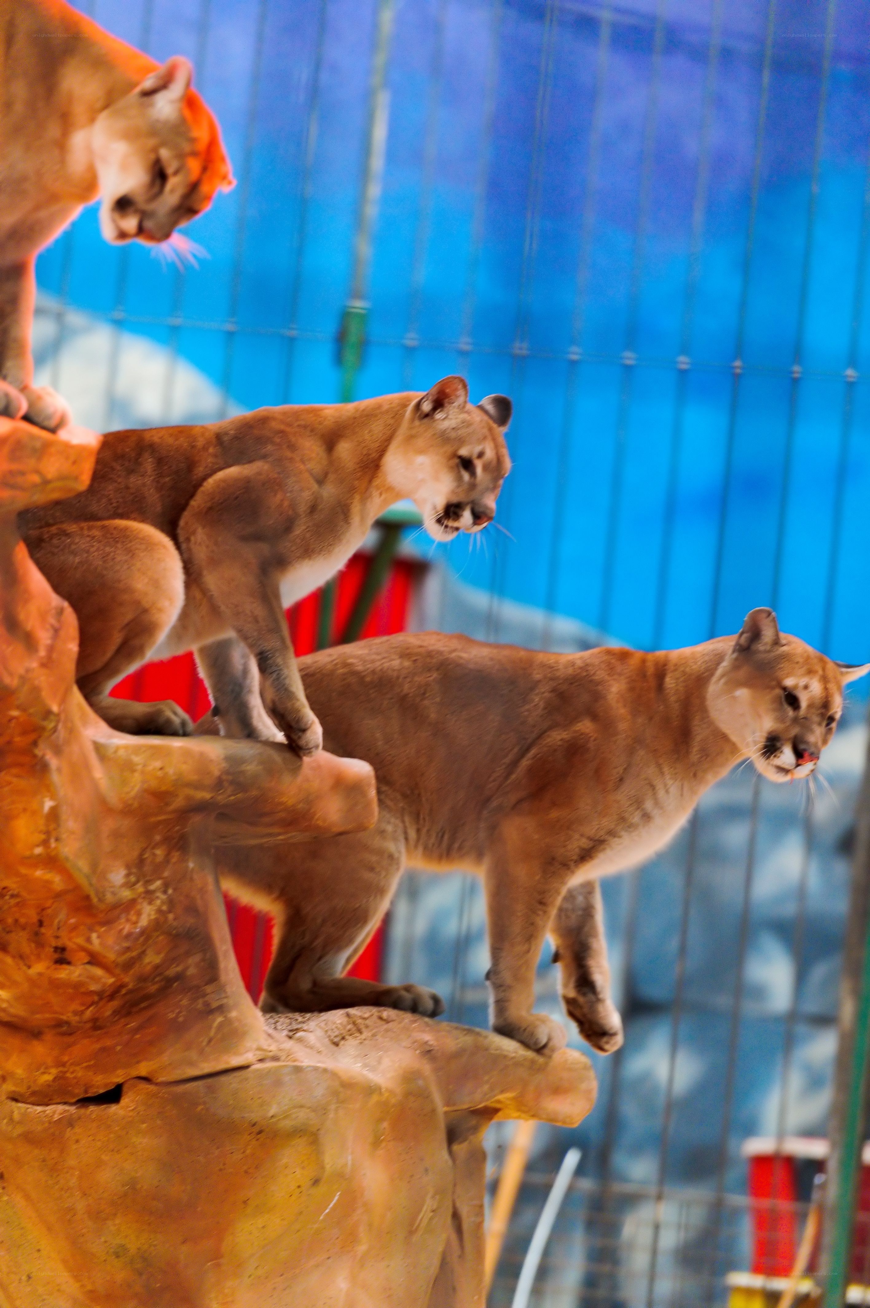 Cougar trio in enclosure