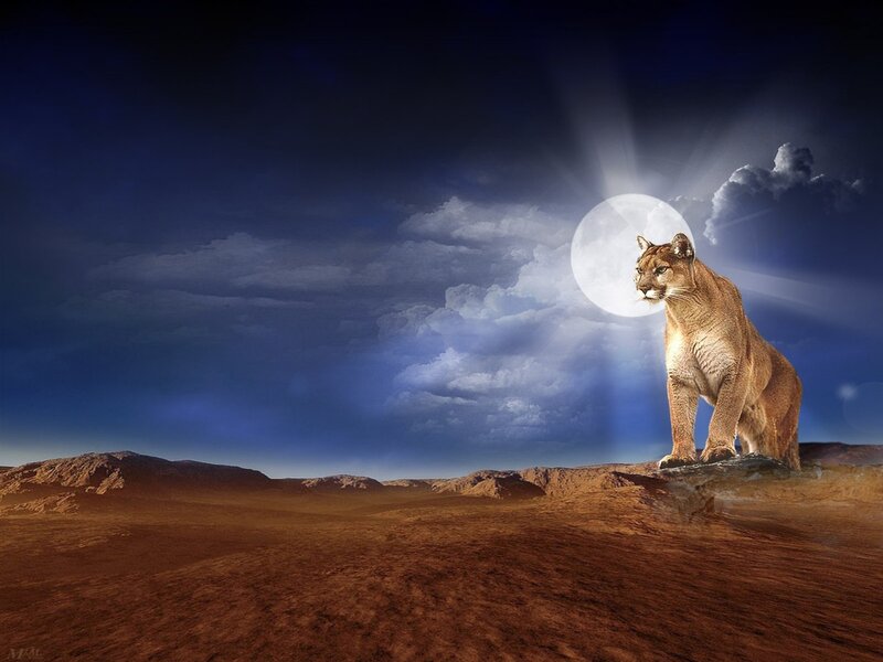 Cougar under the moon