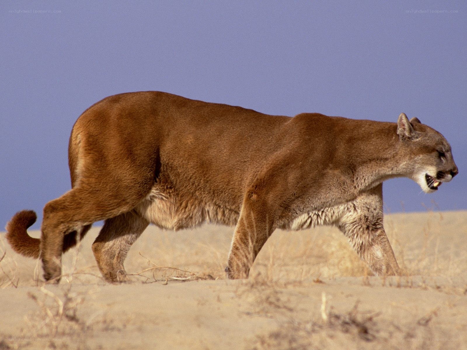 Cougar walking in desert