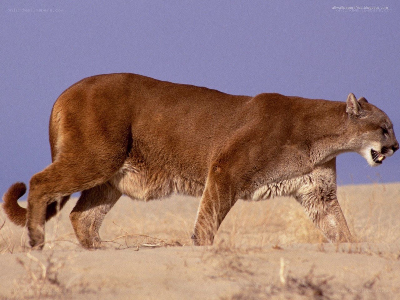 Cougar walking in desert